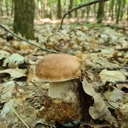 Ferienbungalows Am *