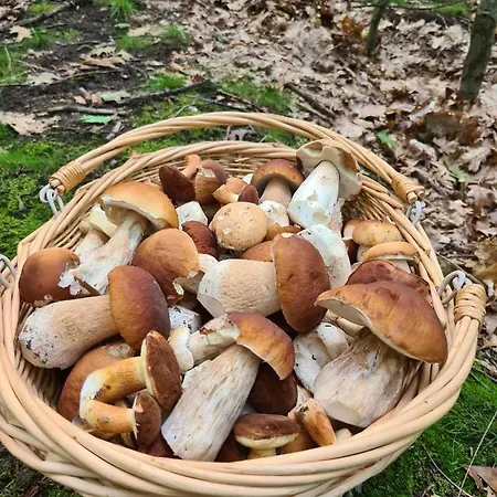 Appartamento Ferienbungalows Am *