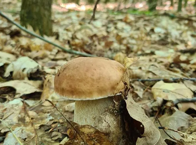 Ferienbungalows Am *